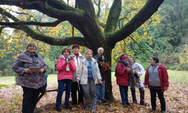 2018.10.27. WWD4 – A Játék, ami nem időre megy -Budakeszi Arborétum