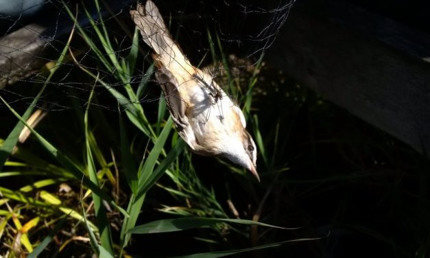 2017.10.07. Madárles – Ócsa