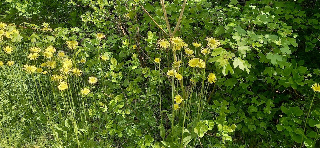 Edzés a Botanikus Kertben, 2026.május 12., kedd