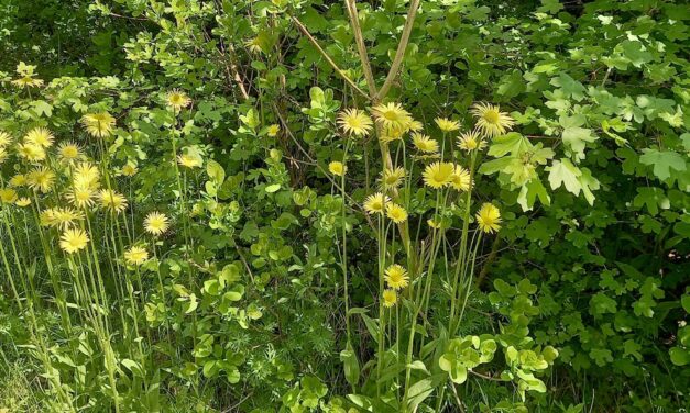 Edzés a Botanikus Kertben, 2026.május 12., kedd